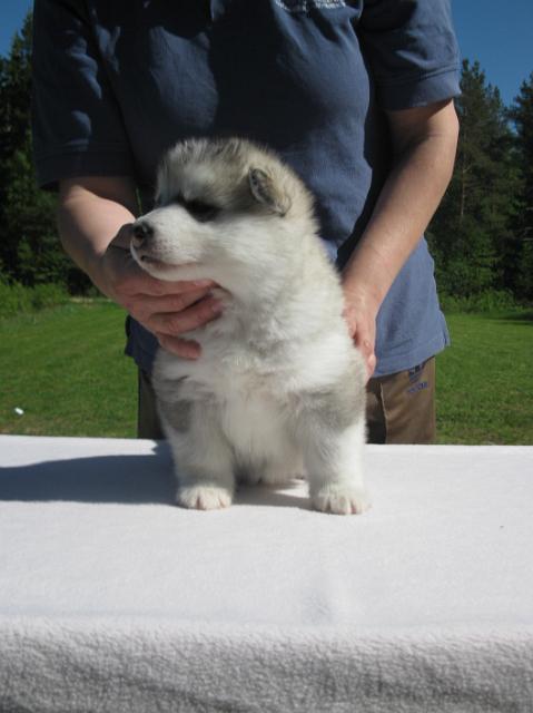 Artemis4vk (2).JPG - Artemis 4 weeks